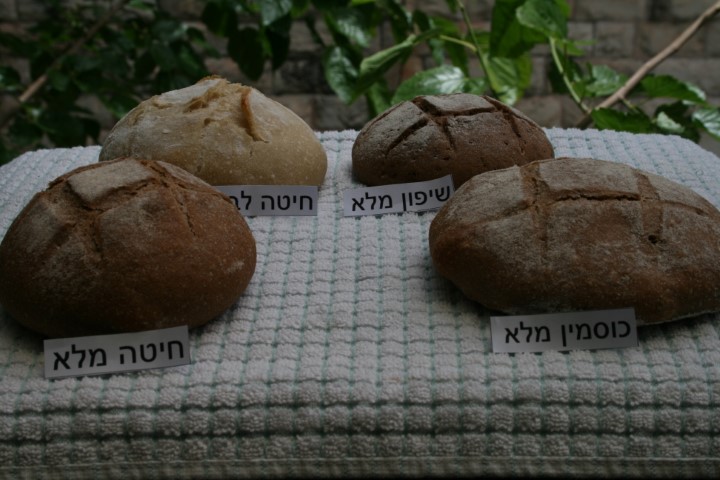 לבן יצא גבוה והכוסמין הכי נמוך והשיפון דחוס