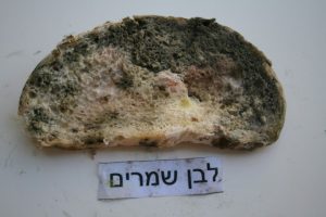 איך נראה העובש בלחם שמרים לבן