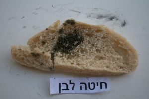 איך נראה עובש בלחם חיטה מחמצת לבן