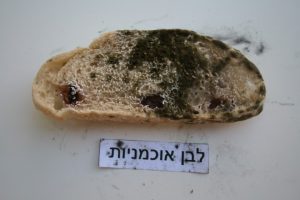 איך נראה העובש בלחם אוכמניות