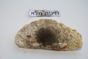 איך נראה העובש בחיטה מלאה בלחם