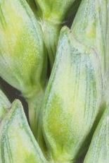 קליפה מאוד קשה