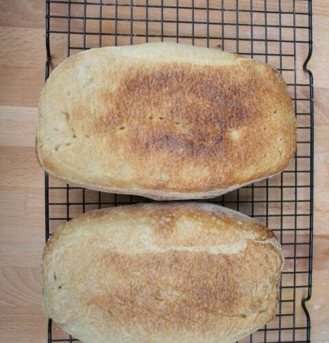 התחתית של הככרות