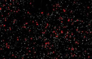 לאחר עיכול חלקיקי החיטה הם קטנים מאוד