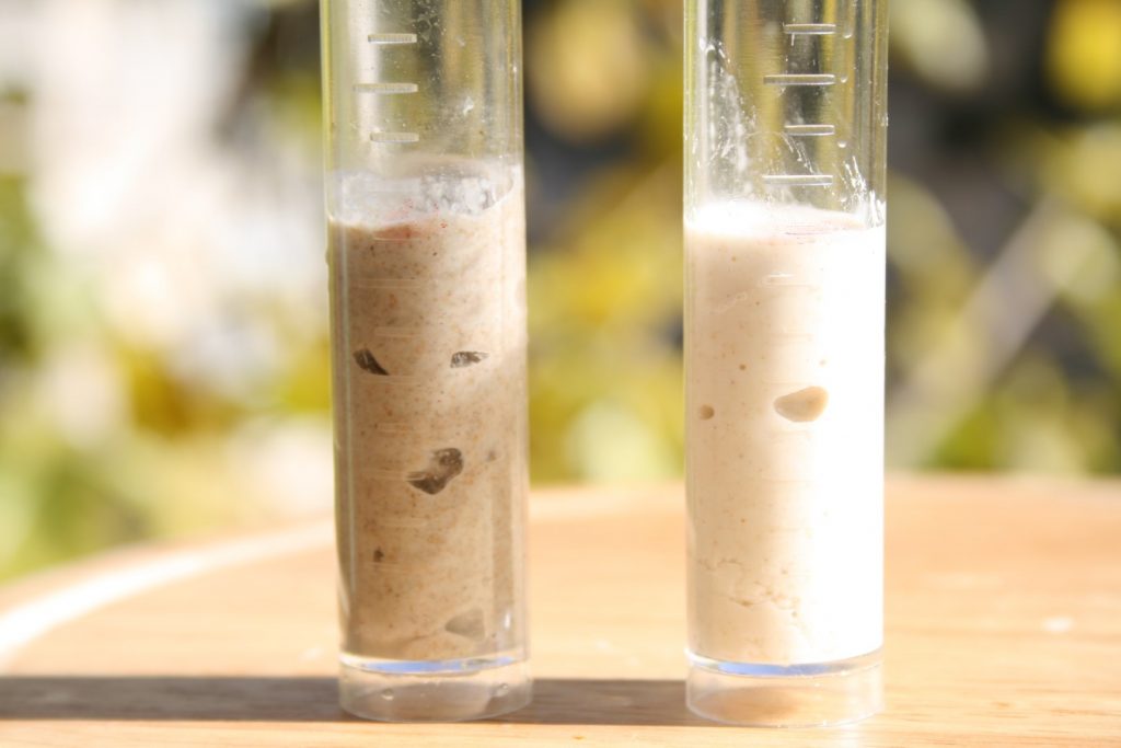 מחמצת שיפון מול לבן