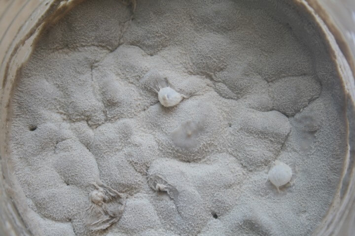 בלילת אינג'רה ללא מים