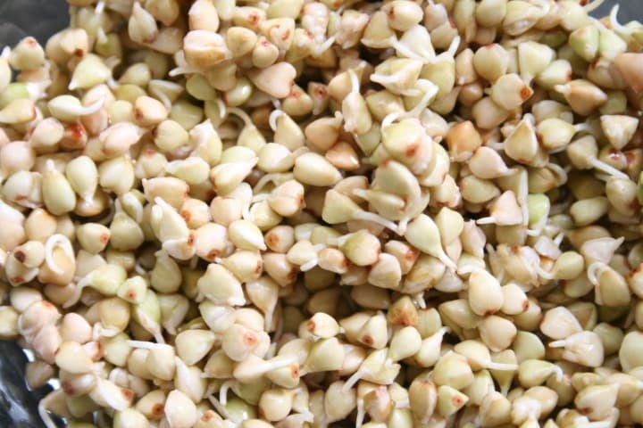 הנבטת כוסמת