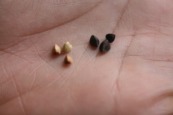 מראה הכוסמת