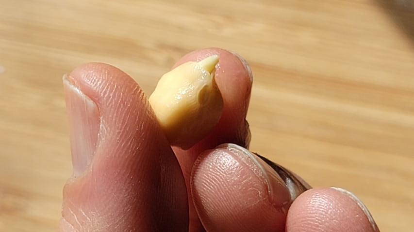 איך להנביט חומוס