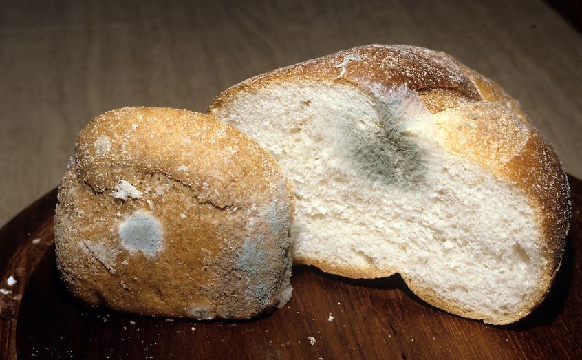 Плесневые грибы на хлебе. Плесень на хлебе. Плесень на булочке. Грибы на хлебе. Заплесневелый хлеб.