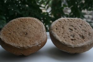 תוצאות הניסוי תחתית הלחם